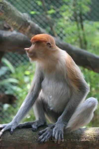 Proboscis monkey