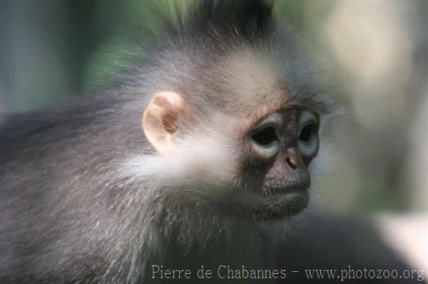 Mitred leaf-monkey