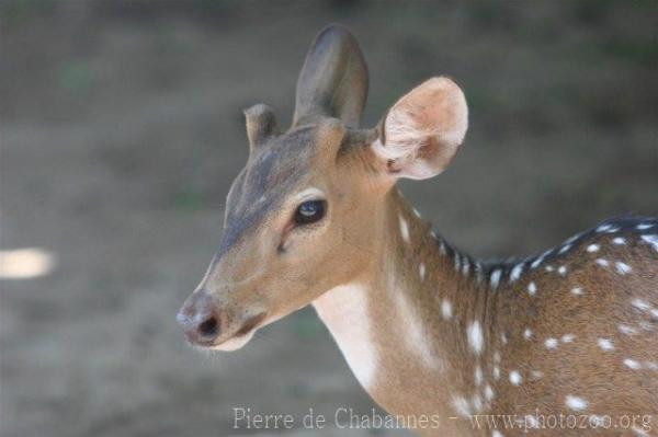 Chital