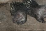 Sunda porcupine