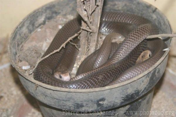 Indonesian spitting cobra