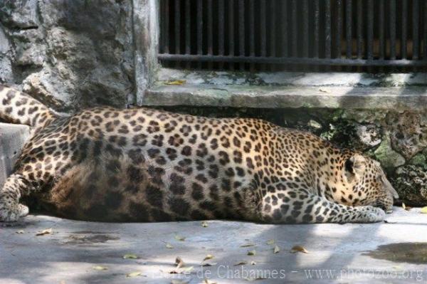 Javan leopard