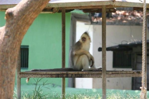 Mitred leaf-monkey