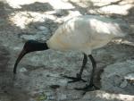 Black-headed ibis