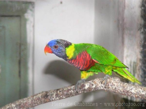 Coconut lorikeet