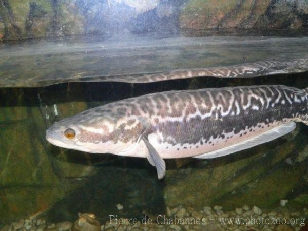 Giant snakehead