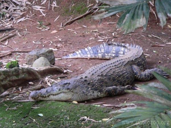 Saltwater crocodile