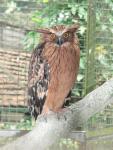 Buffy fish-owl