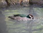 Green pygmy goose *