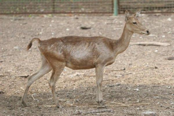 Timor deer