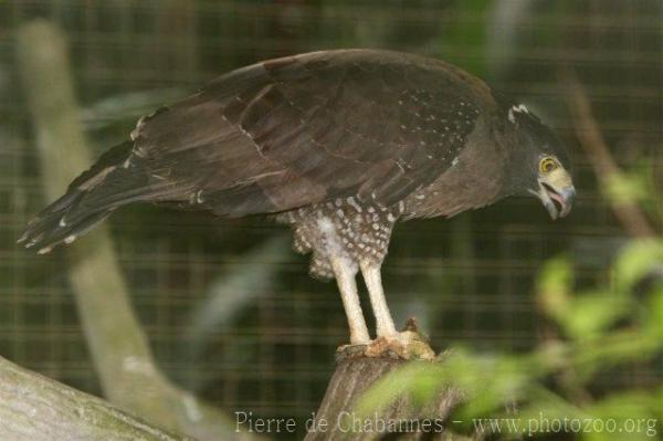 Crested serpent-eagle *