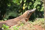 Komodo dragon