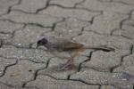 Masked laughing-thrush