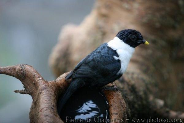 White-necked myna