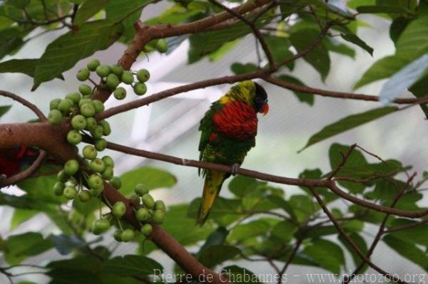 Coconut lorikeet