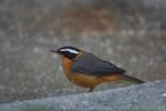 White-browed robin-chat