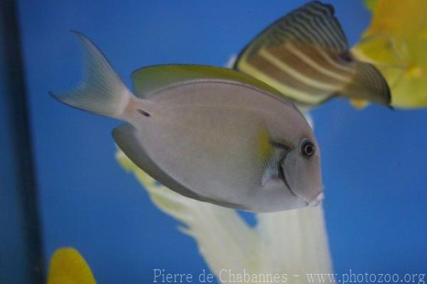 Black surgeonfish