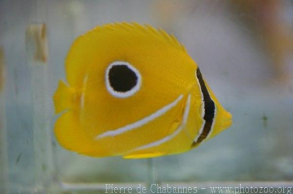 Bluelashed butterflyfish