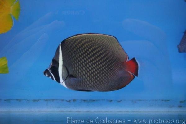 Redtail butterflyfish