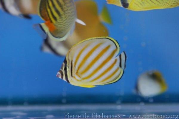 Ornate butterflyfish