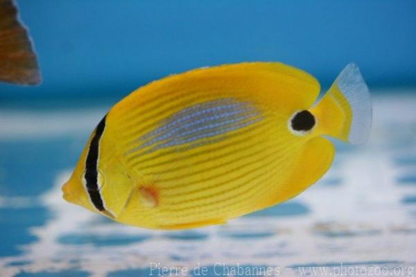 Blueblotch butterflyfish