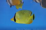 Latticed butterflyfish