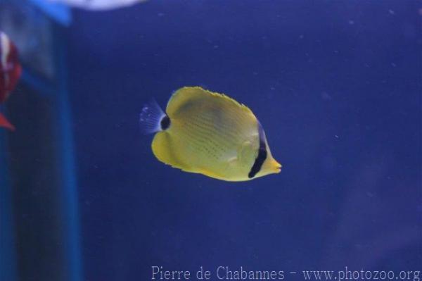 Dotted butterflyfish