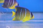 Bermuda blue angelfish