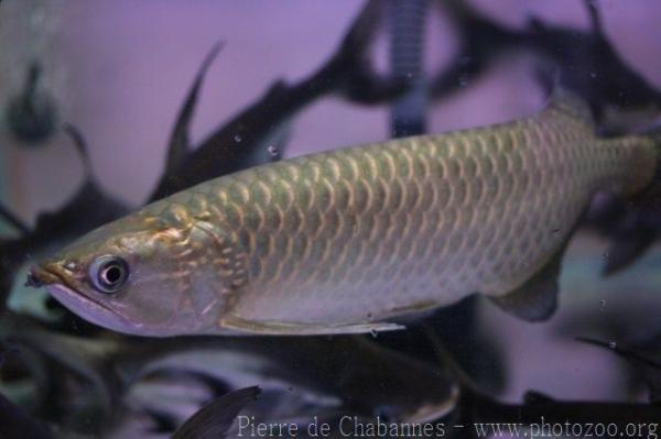 Australian bonytongue