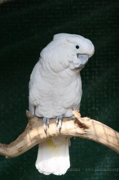 White cockatoo