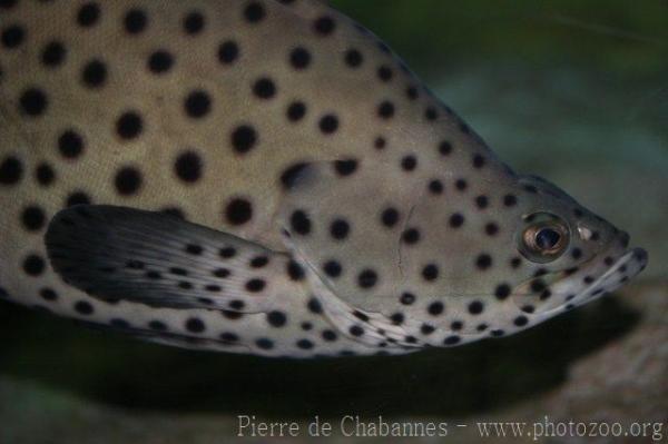 Humpback grouper