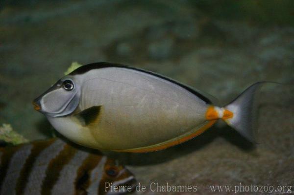 Orangespine unicornfish