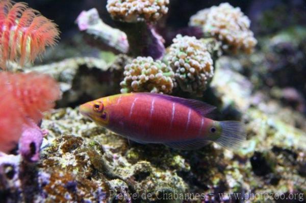 Whitebarred wrasse *