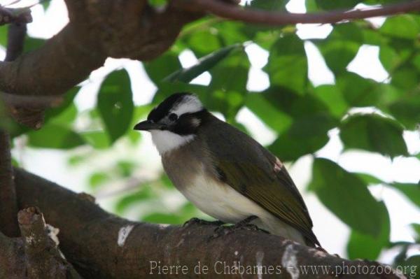 Light-vented bulbul