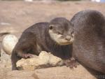 Asian small-clawed otter *