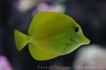 Yellow tang