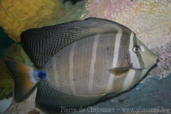 Sailfin tang