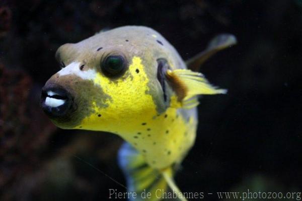 Blackspotted puffer