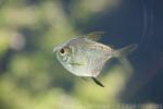 Discus tetra