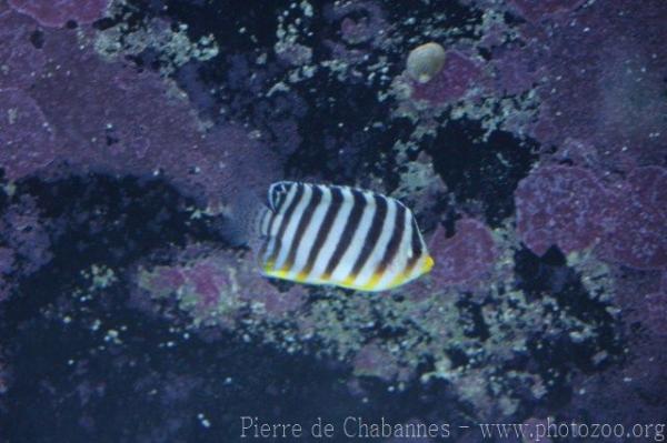 Barred angelfish