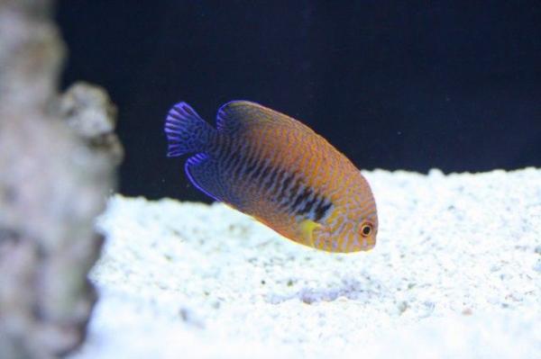 Russet angelfish