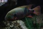 Southern checkmark cichlid