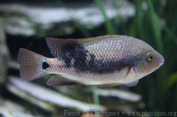 Small-eyed checkmark cichlid