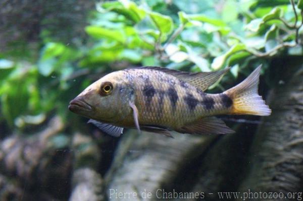 Malawi Sand Diver