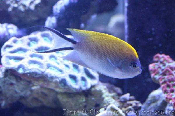 Spotbreast angelfish