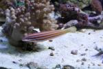 Redback longface wrasse