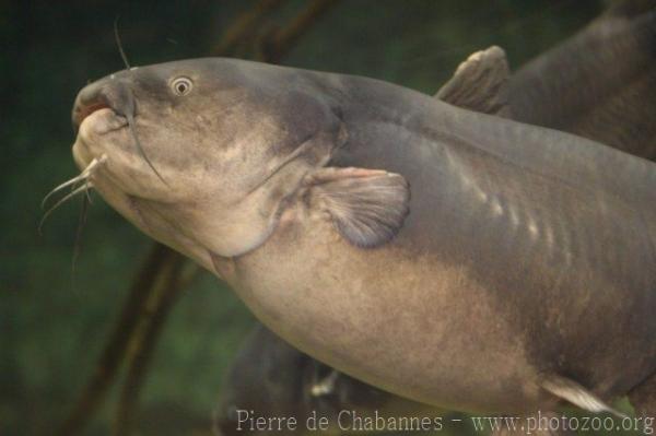 Blue catfish