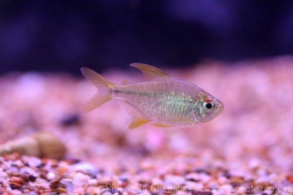 Diamond tetra