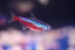 Cardinal tetra