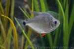 Silver disk tetra